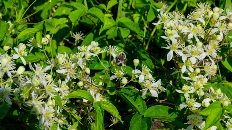 White and yellow woodbine flowers against green foliage.