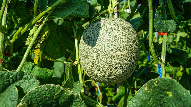 A ripe beige and green cantaloupe surrounded by green vines