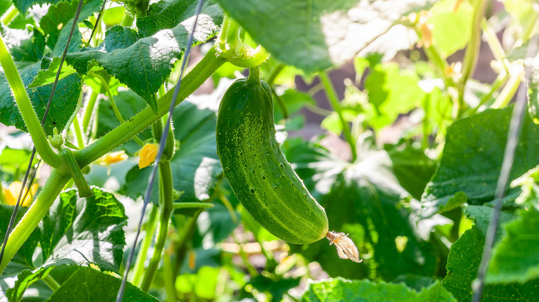 A ripe green cucumber hanging on a vine