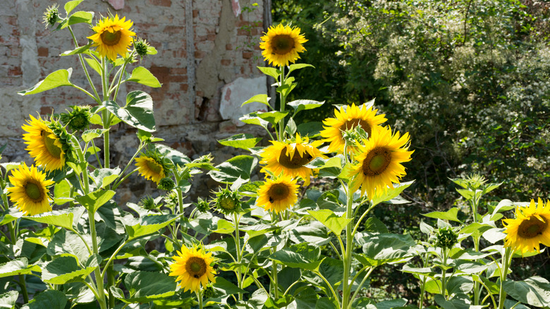 Sunflowers blooming in a garden against a  brick wall