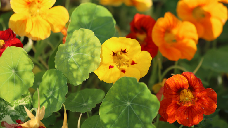 Red, orange, and yellow nasturtium flowers and green leaves
