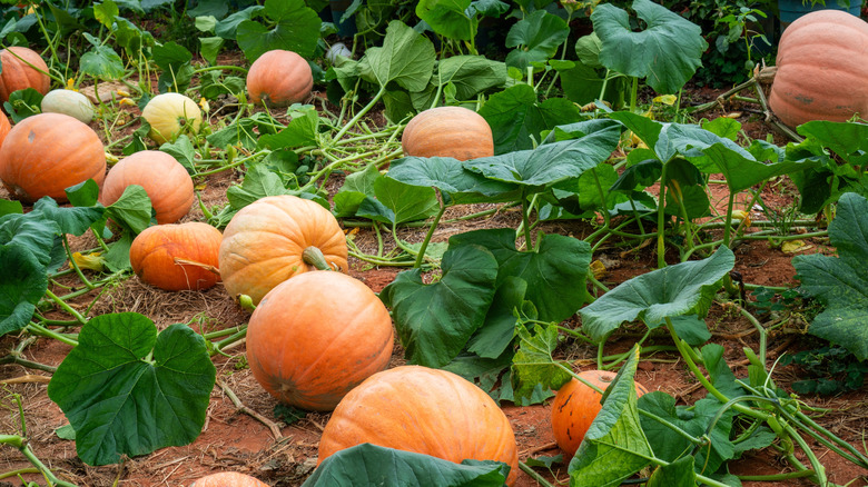 Orange pumpkins growing among green vines on the ground