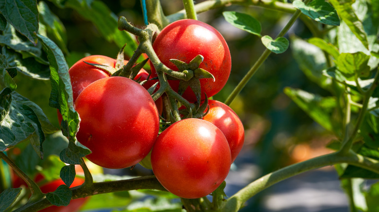 Closeup of ripe tomatoes on a vine