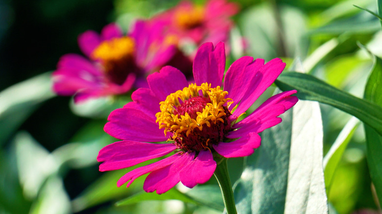 Closeup of bright pink zinnia flowers against green leaves
