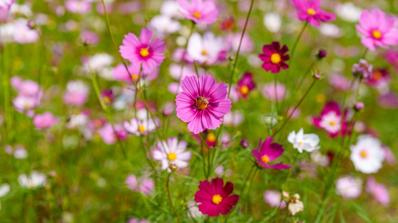 A field of cosmos flowers in shades of pink
