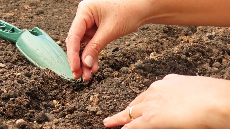 A gardener's hands planting zinnia seeds in the soil next to a green trowel