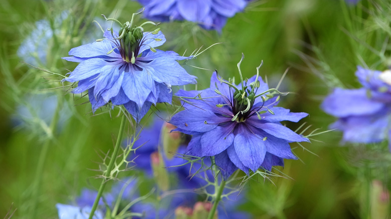 Blue love-in-a-mist flowers on a green background