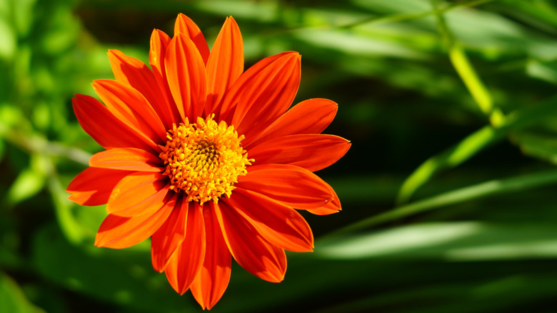 Closeup of a red and yellow Mexican sunflower