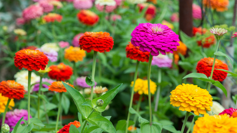 Red, yellow, orange, and pink zinnias growing among green foliage