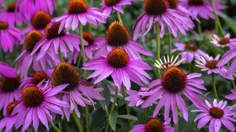 Purple coneflowers bloom in a garden.