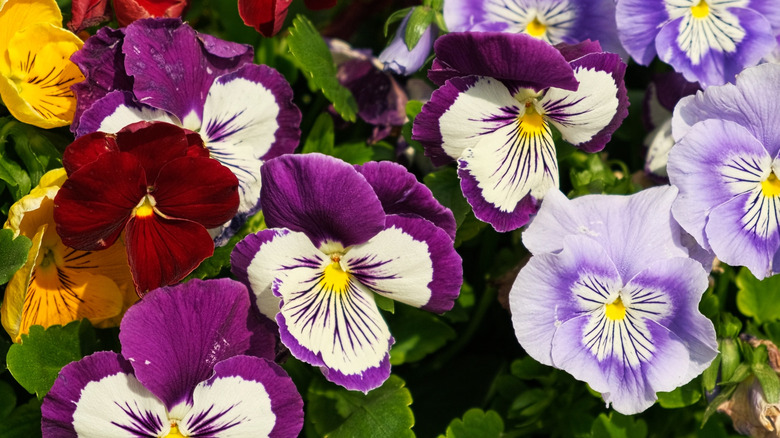 A range of colorful pansies bloom.