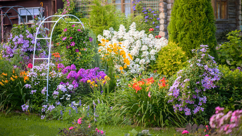 A cottage garden thrives with a variety of flowers.