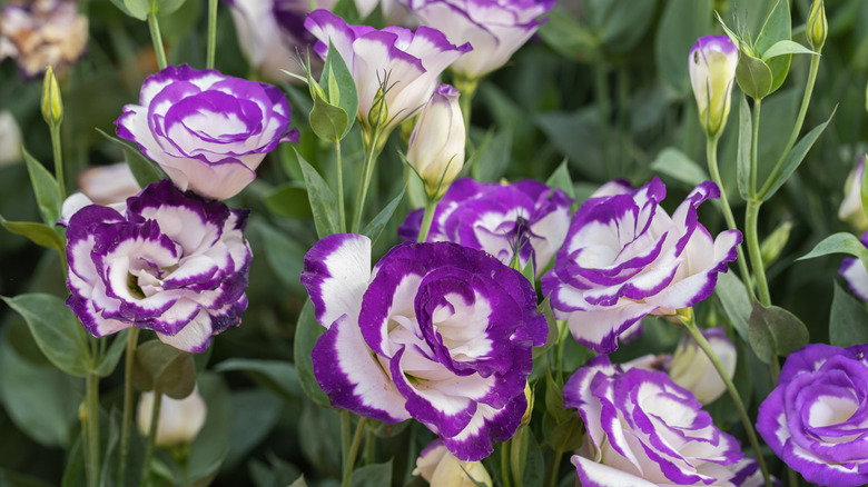Lisianthus flowers with white and purple blooms.