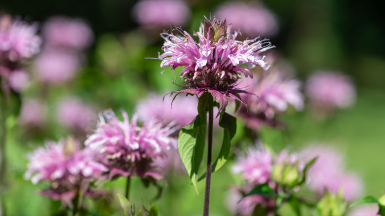 Bee balm blooms with purple flowers.
