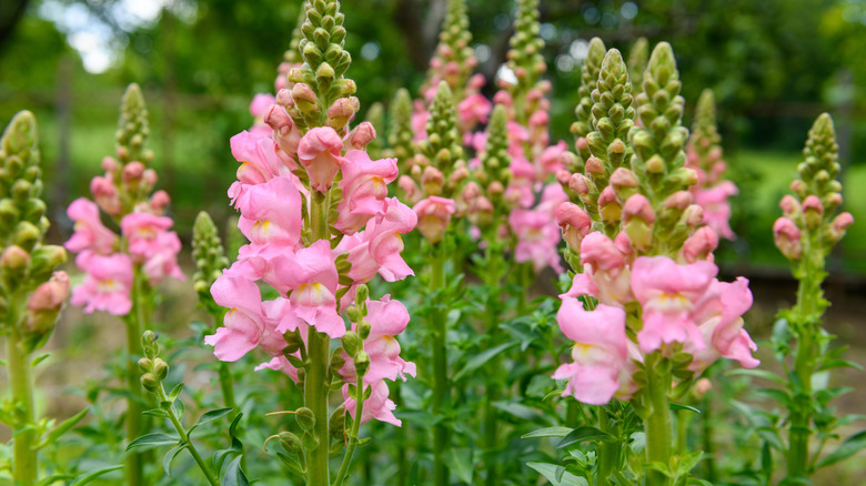 Pink snapdragons bloom in a garden.