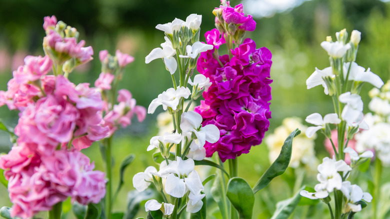 Pink and white stock flowers bloom in a garden.