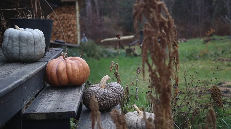 Charming pumpkins are arranged on steps by dried cone flowers and other plants.