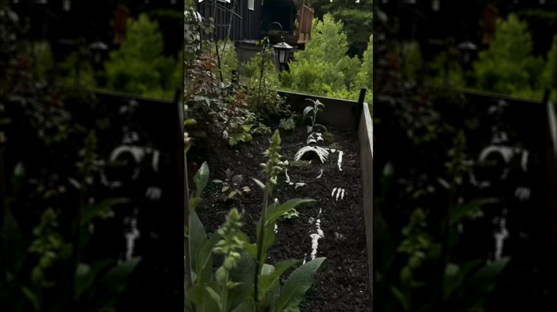 A plastic skeleton is partially buried in a raised bed garden.