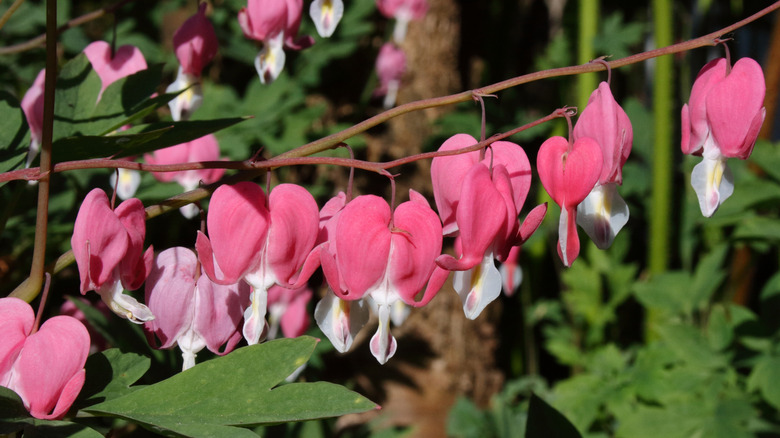 Pink and white bleeding heart flowers with green foliage