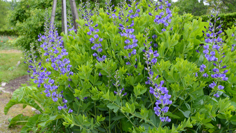 Blue false indigo flowers with green foliage in a garden