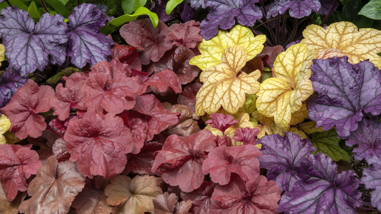A variety of red, purple, yellow, and copper coral bells leaves
