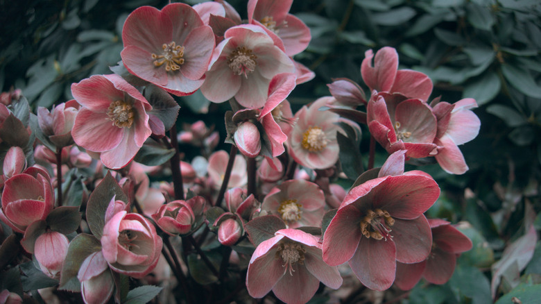 Closeup of pink and white hellebore flowers with dark green foliage