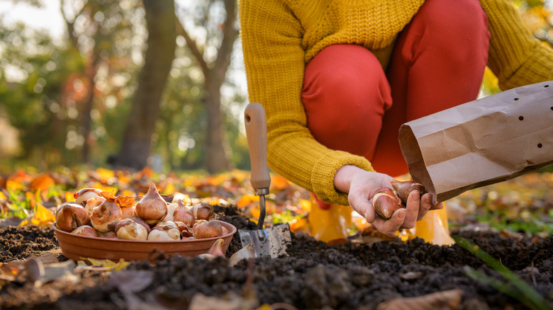 Someone crouching down planting bulbs into dark soil with fall leaves in the background