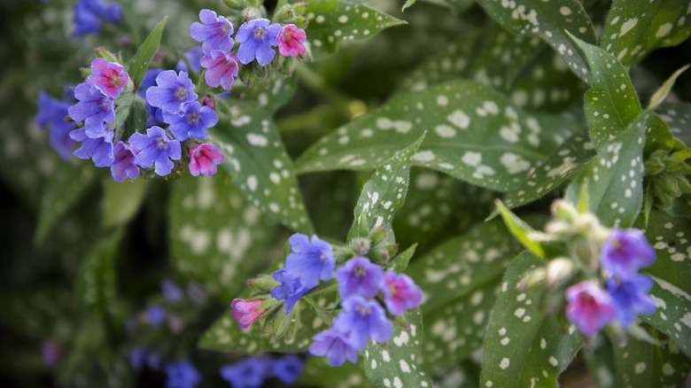 Pink, purple, and blue lungwort flowers against spotted green foliage