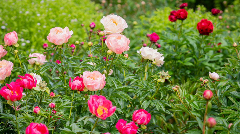 A variety of pink, white, and red peonies in a green garden