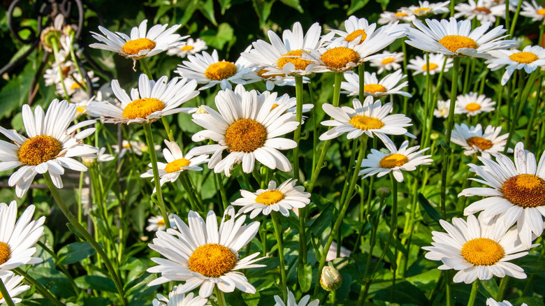 A patch of white and yellow shasta daisies and green foliage