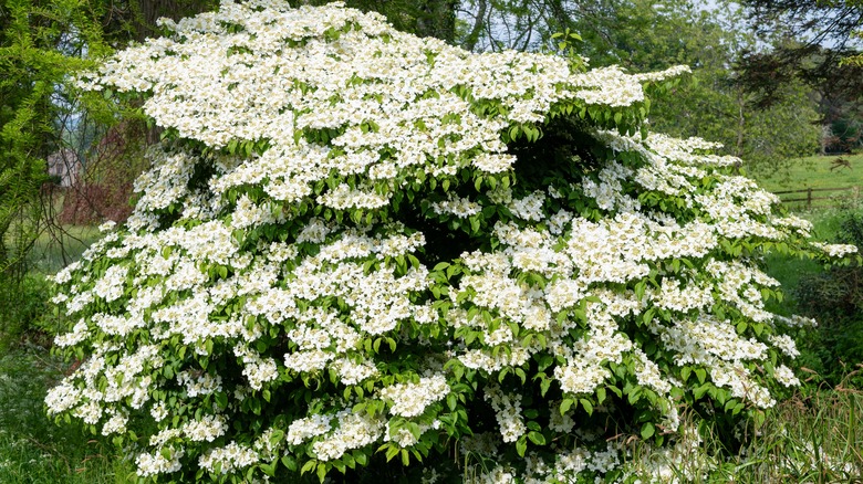An American cranberry bush viburnum blooms with white flowers.
