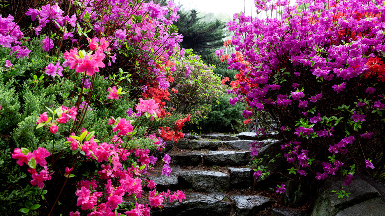 Azaleas bloom along a path.