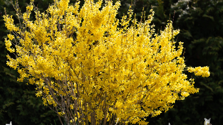 A forsythia shrub blooms with yellow flowers.