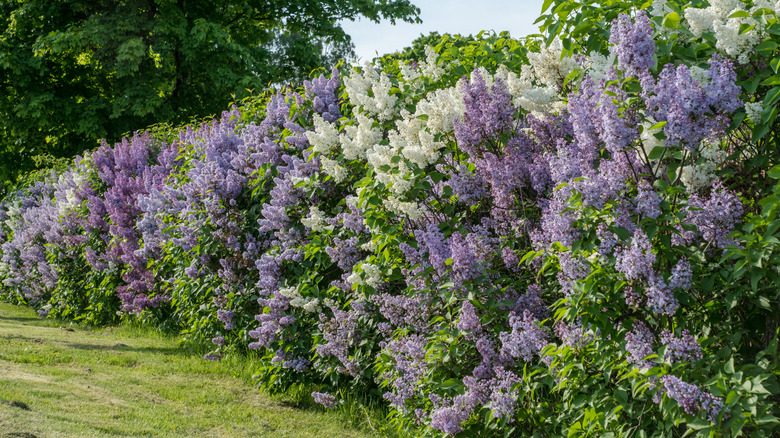 A row of purple, blue, and white lilacs in a yard