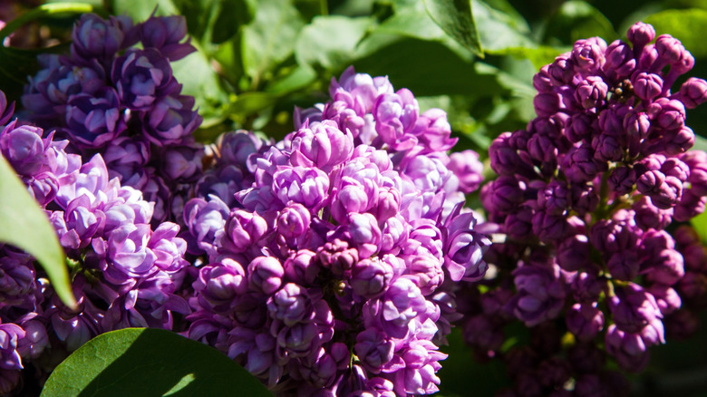 A close up image shows pale purple lilac blooms.