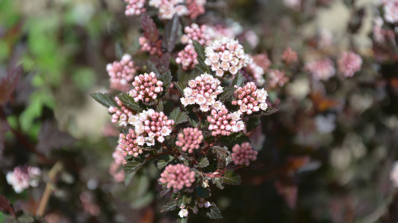 A close up image shows ninebark blooms.