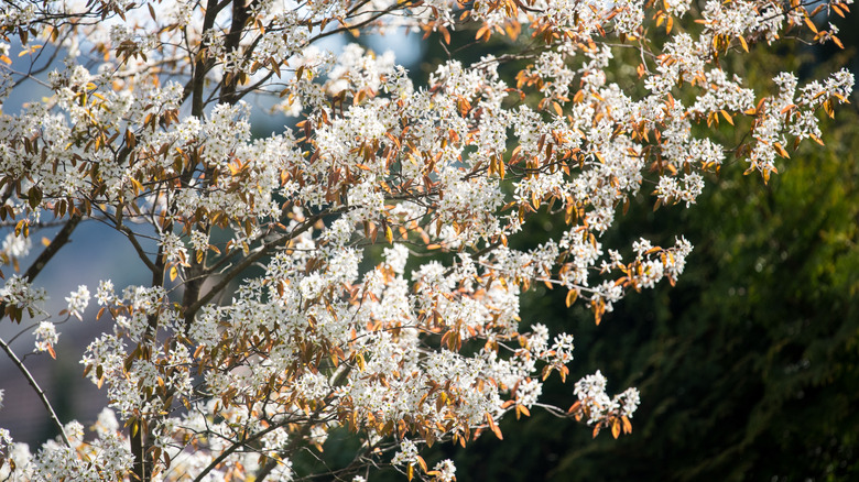 A serviceberry blooms with white flowers.