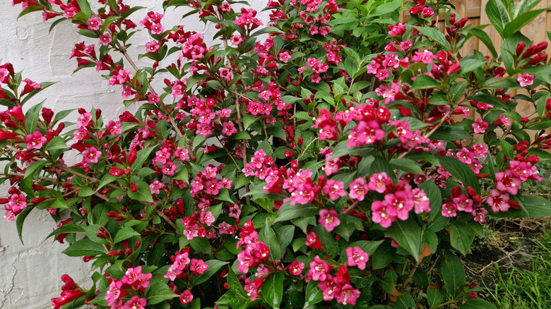 A weigela blooms with pink tubular flowers.
