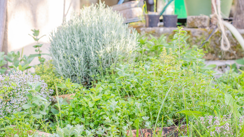 A variety of herbs grow in a garden.