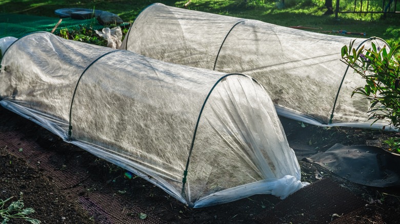 A garden is protected by a frost cover.