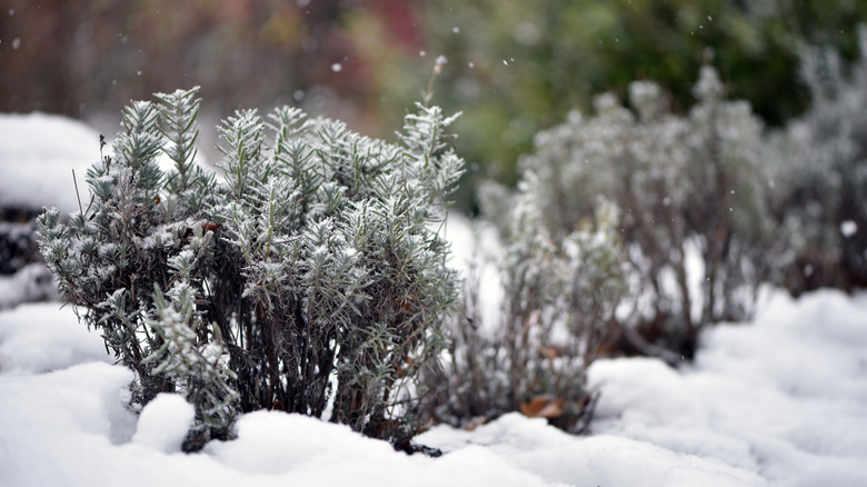 A lavender plant is covered in snow.
