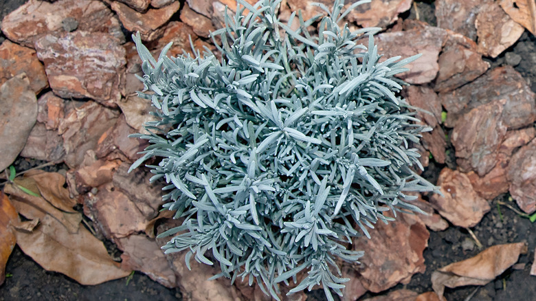Lavender is mulched with leaves and wood chips.