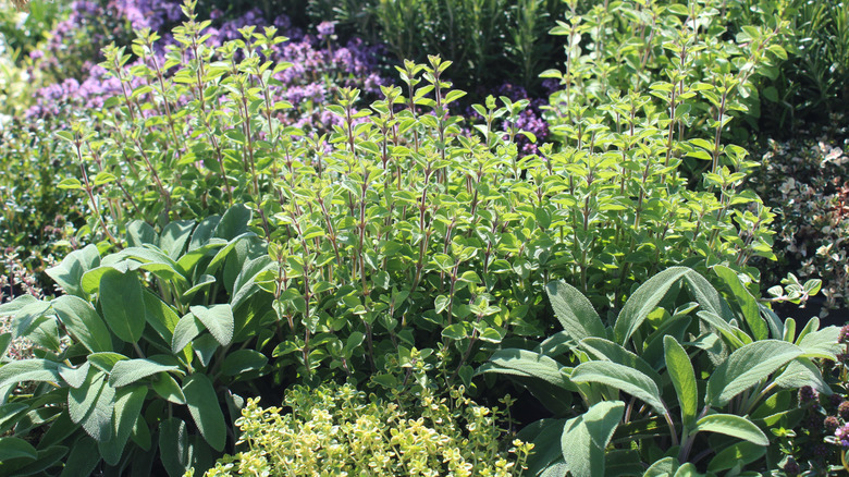 Herbs grow together in a garden.