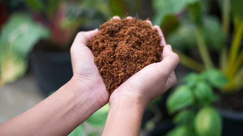 Hands hold a scoop of coconut coir.