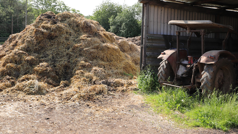 A large manure pile is next to an old tractor.