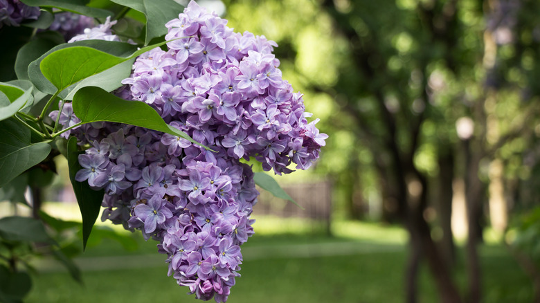 An alkaline tolerant lilac blooms on a shrub.