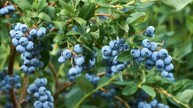 Blueberries thrive in acidic soil.