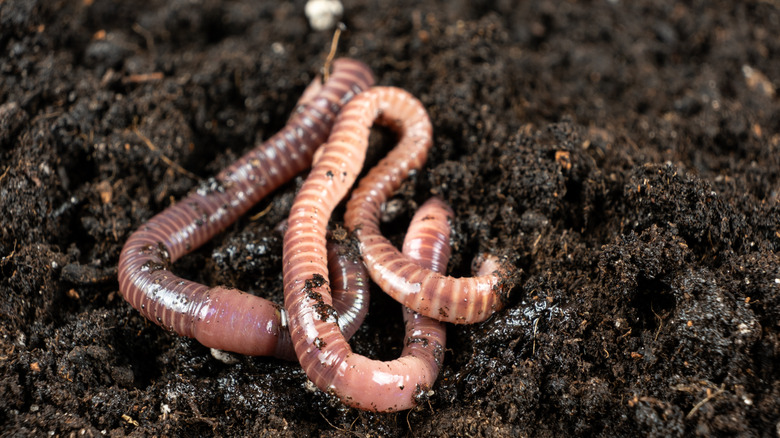 Two worms are in soil.