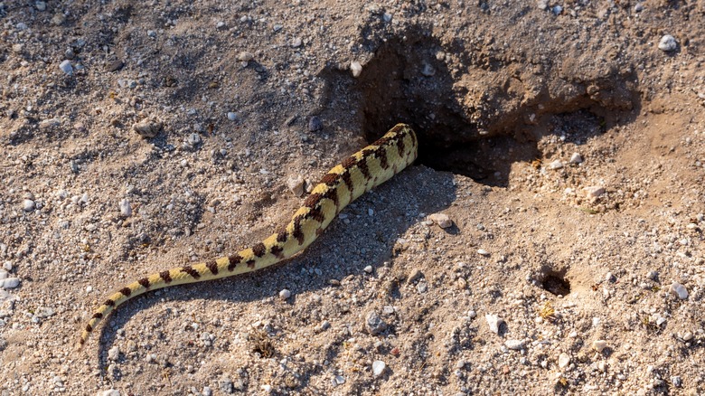 A gopher snake's tail disappears into a ground squirrel burrow.