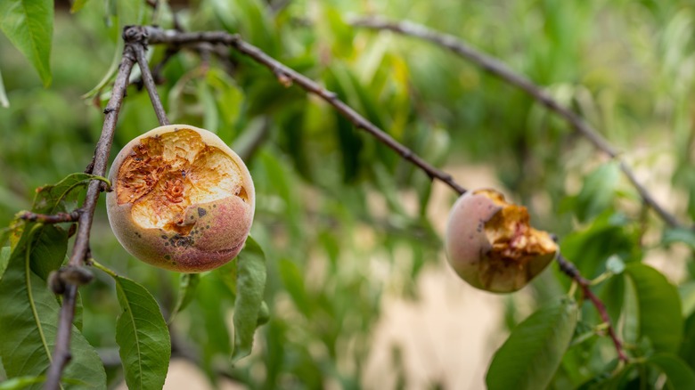 Apples on a tree show signs of animal bites.